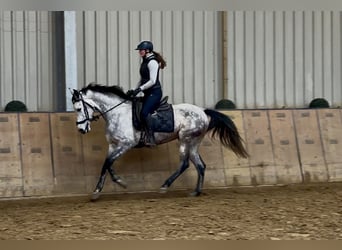 Ispano-Arabo, Giumenta, 7 Anni, 155 cm