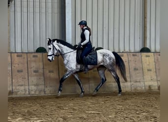 Ispano-Arabo, Giumenta, 7 Anni, 155 cm