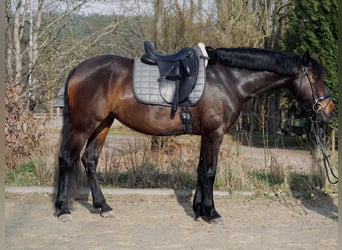 Ispano-Arabo, Giumenta, 8 Anni, 152 cm, Baio nero
