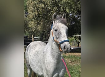 Ispano-Arabo, Giumenta, 9 Anni, 151 cm, Grigio