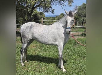 Ispano-Arabo, Giumenta, 9 Anni, 151 cm, Grigio