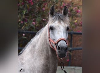 Ispano-Arabo, Giumenta, 9 Anni, 153 cm, Grigio