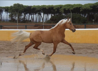 Ispano-Arabo, Stallone, 13 Anni, 160 cm, Palomino