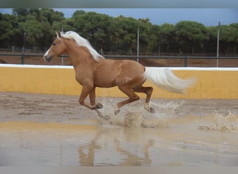 Ispano-Arabo, Stallone, 13 Anni, 160 cm, Palomino