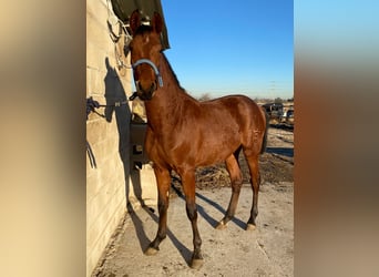 Ispano-Arabo, Stallone, 1 Anno, 154 cm, Baio