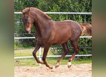 Ispano-Arabo, Stallone, 2 Anni, 156 cm, Sauro