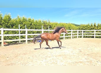 Ispano-Arabo, Stallone, 2 Anni, 158 cm, Baio