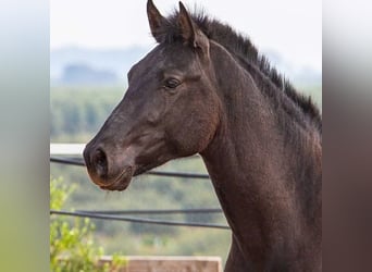 Ispano-Arabo, Stallone, 2 Anni, 158 cm, Morello