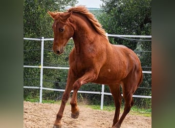 Ispano-Arabo, Stallone, 2 Anni, 158 cm, Sauro