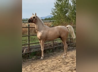 Ispano-Arabo, Stallone, 3 Anni, 164 cm, Palomino