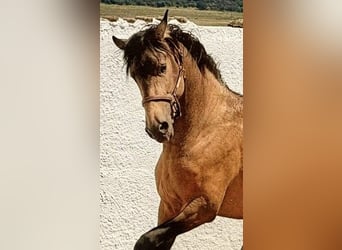 Ispano-Arabo, Stallone, 4 Anni, 156 cm, Pelle di daino