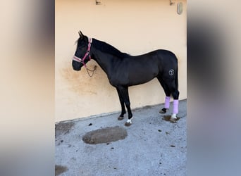 Ispano-Arabo, Stallone, 4 Anni, 157 cm, Morello