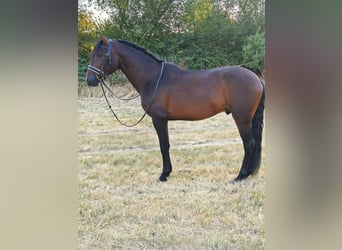 Ispano-Arabo Mix, Stallone, 4 Anni, 160 cm, Baio