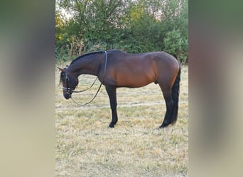 Ispano-Arabo Mix, Stallone, 4 Anni, 160 cm, Baio