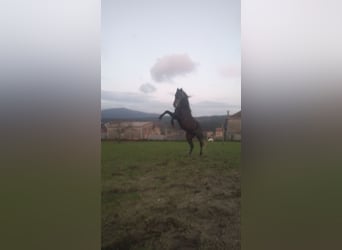 Ispano-Arabo Mix, Stallone, 4 Anni, 163 cm, Grigio