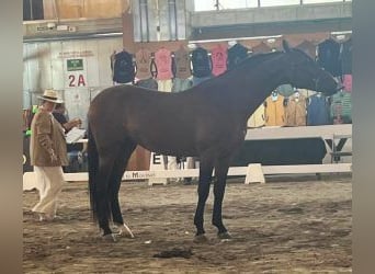 Ispano-Arabo Mix, Stallone, 4 Anni, 164 cm, Baio ciliegia