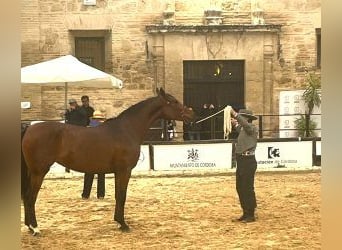 Ispano-Arabo Mix, Stallone, 4 Anni, 164 cm, Baio ciliegia