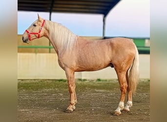 Ispano-Arabo, Stallone, 4 Anni, 175 cm, Palomino