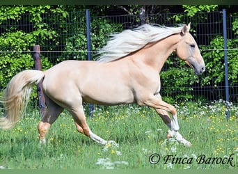 Ispano-Arabo, Stallone, 5 Anni, 156 cm, Palomino