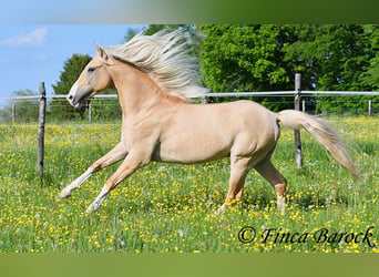 Ispano-Arabo, Stallone, 5 Anni, 156 cm, Palomino