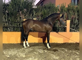 Ispano-Arabo, Stallone, 5 Anni, 167 cm, Baio