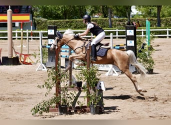 Ispano-Arabo Mix, Stallone, 9 Anni, 156 cm, Palomino