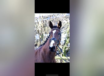 Italiaanse draver, Ruin, 19 Jaar, 165 cm, Bruin
