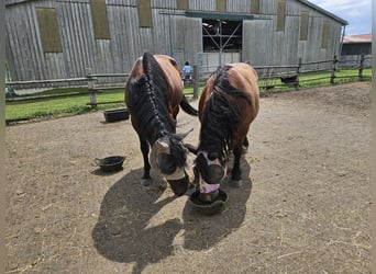 Italian trotter, Gelding, 7 years, 16.1 hh, Brown