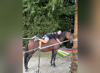 Italian trotter, Mare, 12 years, 15.2 hh, Brown