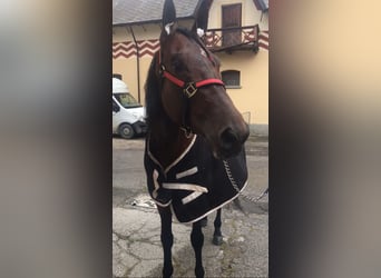 Italian trotter, Mare, 17 years, 15.2 hh, Brown