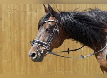 Italian trotter, Mare, 18 years, 16.1 hh, Bay-Dark