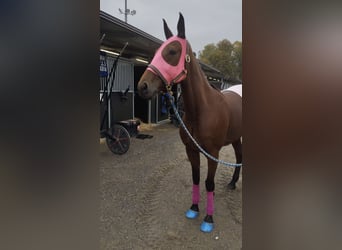 Italian trotter, Mare, 6 years, 15.2 hh, Bay