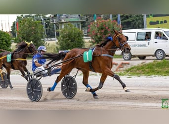 Italian trotter, Mare, 6 years, 15,2 hh, Bay