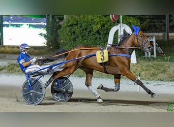 Italian trotter, Mare, 6 years, 15,2 hh, Bay
