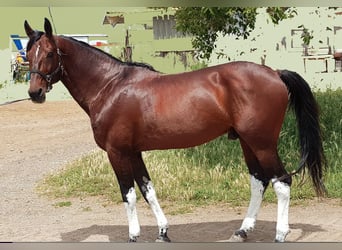 Italian trotter, Stallion, 15 years, 16,1 hh, Brown