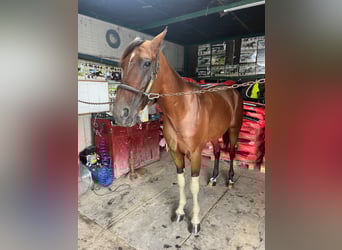 Italian trotter, Stallion, 4 years, Brown
