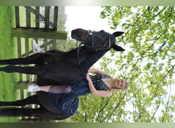 Italienischer Traber, Stute, 16 Jahre, 163 cm, Rappe
