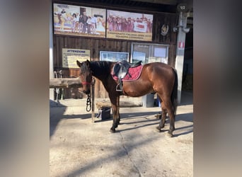 Italienischer Traber, Wallach, 13 Jahre, 163 cm, Brauner