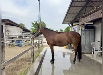 Italienischer Traber, Wallach, 13 Jahre, 165 cm, Rotbrauner