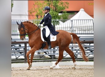 Italienisches Reitpferd, Hengst, 16 Jahre, 170 cm, Fuchs