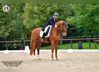 Italienisches Reitpferd, Hengst, 16 Jahre, 170 cm, Fuchs
