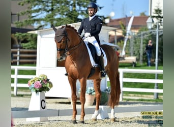 Italienisches Reitpferd, Hengst, 16 Jahre, 170 cm, Fuchs