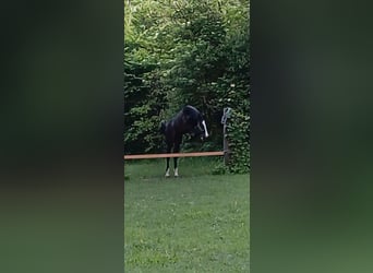 Italienisches Reitpferd, Hengst, 1 Jahr, 157 cm, Rappe