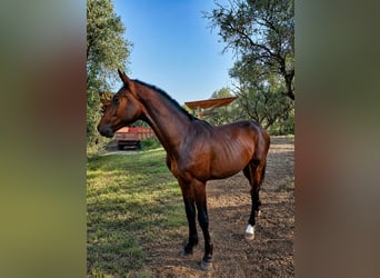 Italienisches Reitpferd, Hengst, 1 Jahr, 158 cm, Rotbrauner