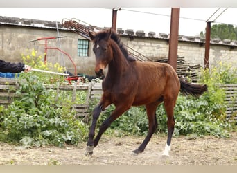 Italienisches Reitpferd, Hengst, 1 Jahr, Dunkelbrauner