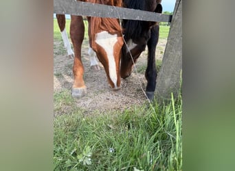 Italienisches Reitpferd, Hengst, 1 Jahr, Fuchs