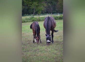 Italienisches Reitpferd, Hengst, 2 Jahre, Dunkelbrauner