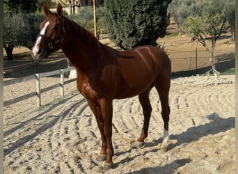 Italienisches Reitpferd, Hengst, 6 Jahre, 170 cm, Fuchs