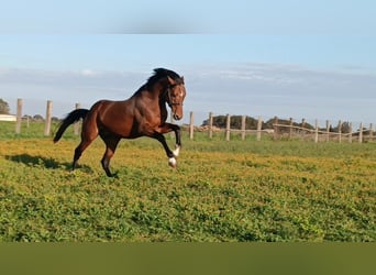 Italienisches Reitpferd, Hengst, Fohlen (02/2024), 120 cm, Brauner