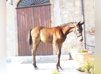 Italienisches Reitpferd, Hengst, Fohlen (05/2025), Dunkelbrauner